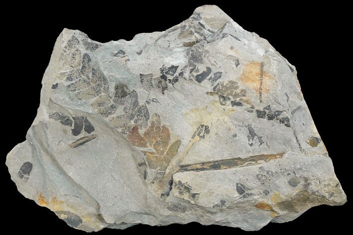 Pennsylvanian Fossil Fern (Neuropteris) Plate - Kentucky #126234